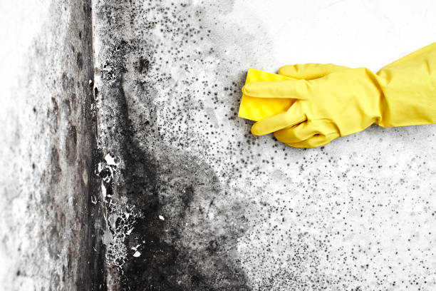 Best Industrial Mold Remediation in Sixteen Mile Stand, OH