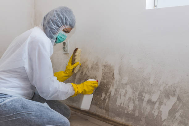 Best Attic Mold Remediation in Sixteen Mile Stand, OH