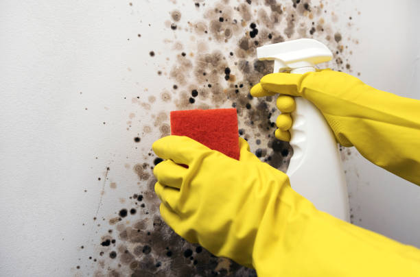 Professional Mold Remediation in Sixteen Mile Stand, OH