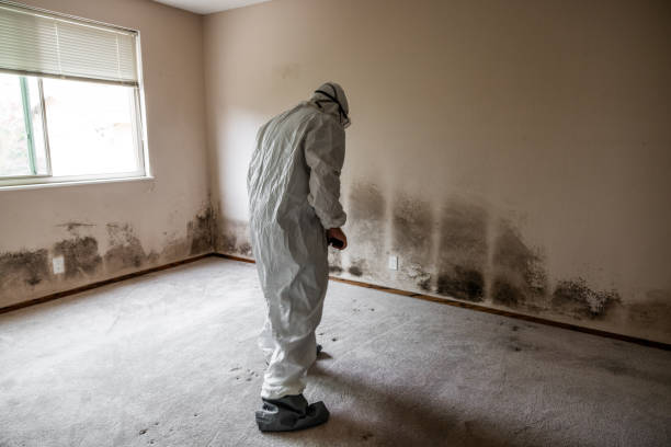 Best White Mold Remediation in Sixteen Mile Stand, OH