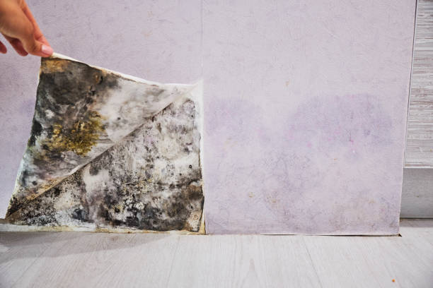 Best Black Mold Remediation in Sixteen Mile Stand, OH